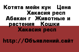 Котята мейн-кун › Цена ­ 15 000 - Хакасия респ., Абакан г. Животные и растения » Кошки   . Хакасия респ.